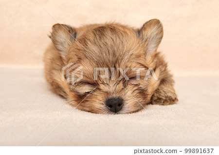 Tiny Pomeranian Spitz puppy sleeps 99891637