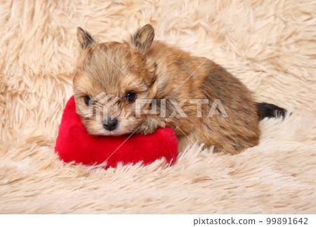 Pomeranian puppy on a red soft pillow 99891642