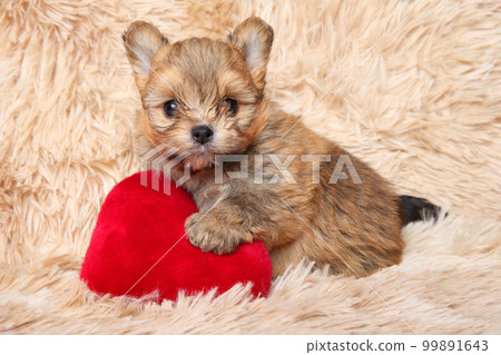 Pomeranian puppy with a red soft heart-shaped pillow 99891643