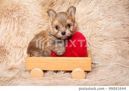 Pomeranian puppy on a wooden toy 99891644