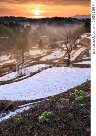 Niigata _ Gamo Rice Terraces _ Superb view at dawn 99891697