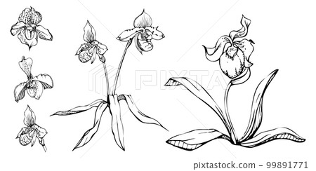 Hand drawn vector ink orchid flowers, stems, leaves, monochrome, detailed outline. Composition with branches. Isolated on white background. Design for wall art, wedding, print, tattoo, cover, card. 99891771