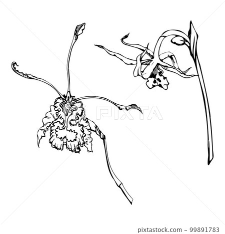 Hand drawn vector ink orchid flowers, stems, leaves, monochrome, detailed outline. Composition with branches. Isolated on white background. Design for wall art, wedding, print, tattoo, cover, card. 99891783