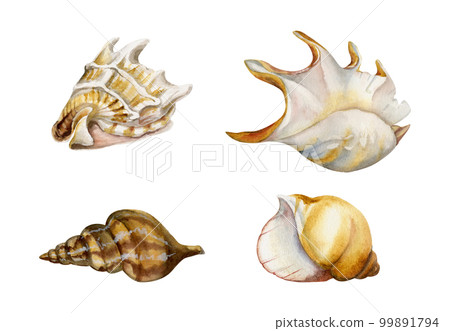 Hand drawn watercolor elements. Assorted sea shells, spiral pearl, dark brown and gold. Isolated on white background. Design wall art, wedding, print, fabric, cover, card, tourism, travel booklet. 99891794