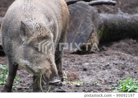Japanese wild boar 24 Japanese wild boar 24 99892197
