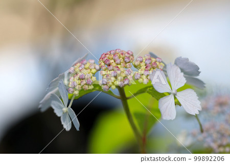 盆景風格的小淡藍紫色繡球花,宏觀特寫圖像。 盆景風格的小淡藍紫色繡球花,宏觀特寫圖像。 99892206