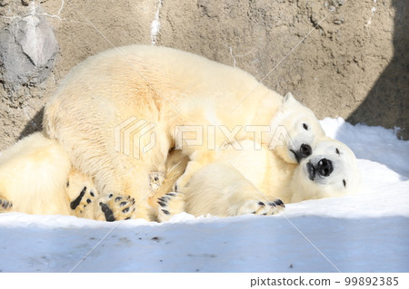 北極熊父母和孩子小睡 99892385