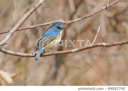 Ruribitaki I met in a winter satoyama Ruribitaki I met in a winter satoyama 99892740