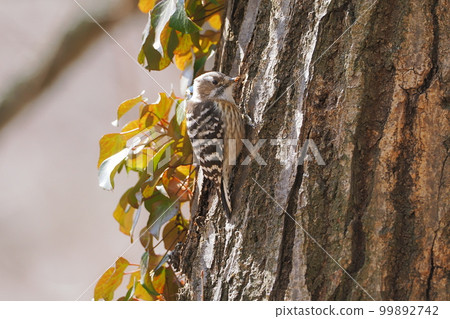 Japanese pygmy woodpecker I met in a winter satoyama Japanese pygmy woodpecker I met in a winter satoyama 99892742