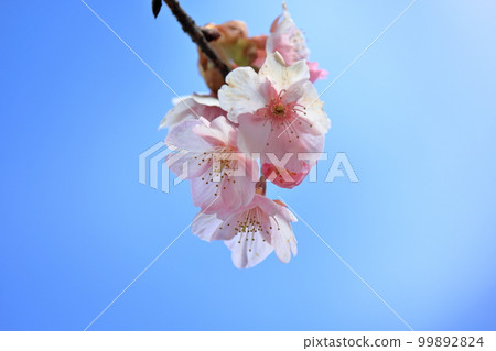 Close-up of Kawazu cherry blossoms in Japan 99892824