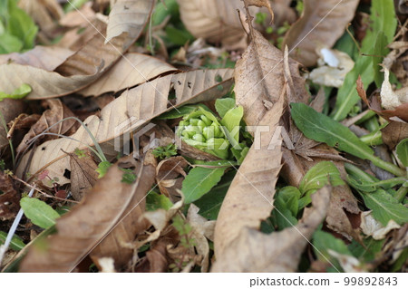 在春天里山盛開的吹之堂 99892843