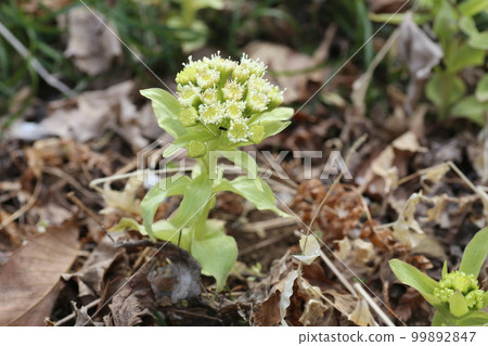 在春天里山盛開的吹之堂 99892847