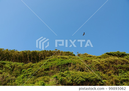 Refreshing blue sky and fresh greenery on a sunny day, early summer, 210530pm 99893062