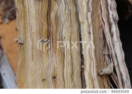 橡樹甲蟲的幼蟲和洞穴，橡樹枯萎的原因 99893089