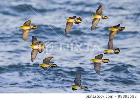 青葉蜂群 99893588