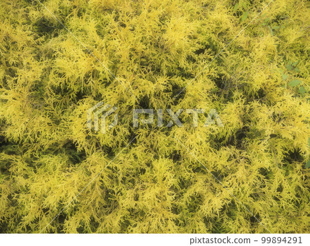 柏樹路邊特寫的自然紋理 99894291