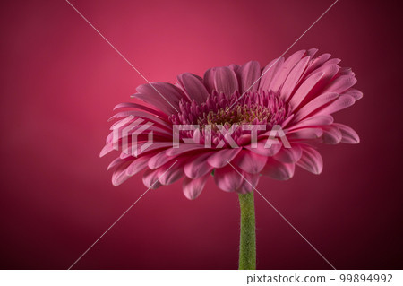 Pink Gerbera flower Pink Gerbera flower 99894992