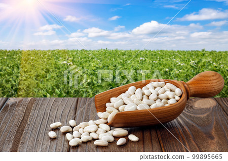 beans in wooden scoop on table with green legume field on the background 99895665
