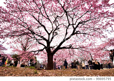 代代木公園早開的櫻花 代代木公園早開的櫻花 99895795