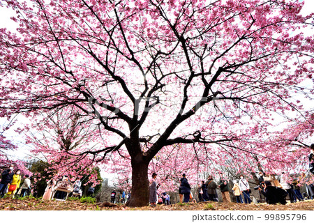 代代木公園早開的櫻花 代代木公園早開的櫻花 99895796