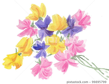 香豌豆 多彩 五顏六色 99895799