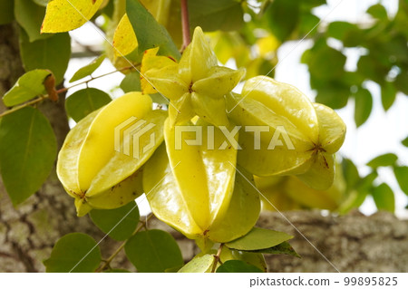 楊桃的黃色果實（楊桃） 99895825