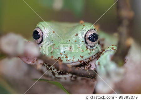 Australian blue tree frog, litoria (Litoria caerulea). Australian blue tree frog, litoria (Litoria caerulea). 99895879