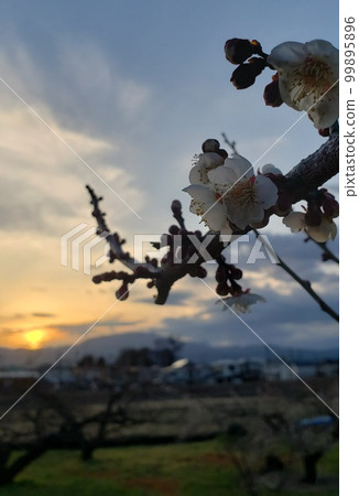 White plums blooming in the Soga plum grove in Odawara City, Kanagawa Prefecture at dusk [February] 99895896