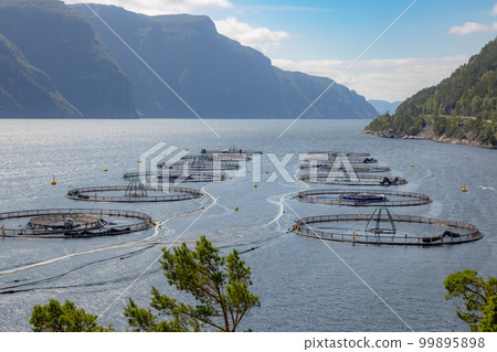 Farm salmon fishing in Norway Farm salmon fishing in Norway 99895898