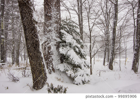 冬季森林 99895906
