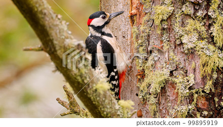 Great spotted woodpecker bird on a tree looking for food. Great spotted woodpecker (Dendrocopos major) is a medium-sized woodpecker with pied black and white plumage and a red patch on the lower belly Great spotted woodpecker bird on a tree looking for food. Great spotted woodpecker (Dendrocopos major) is a medium-sized woodpecker with pied black and white plumage and a red patch on the lower belly 99895919