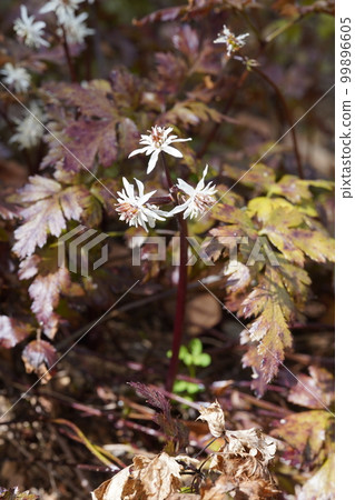 White flowers of Seriba coureen White flowers of Seriba coureen 99896605