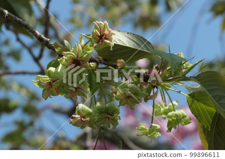 Gyoysu flower Gyoysu flower 99896611
