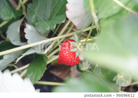 Strawberry picking Koi Minori, Higashisonogi-gun, Nagasaki Prefecture Strawberry picking Koi Minori, Higashisonogi-gun, Nagasaki Prefecture 99896612
