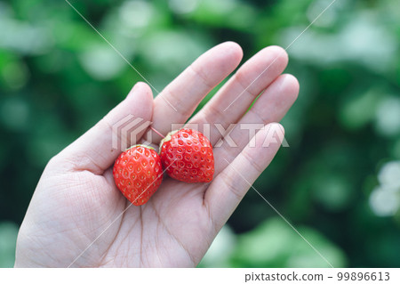Strawberry picking Higashisonogi-gun, Nagasaki A hand holding two grains of Koi Minori Strawberry picking Higashisonogi-gun, Nagasaki A hand holding two grains of Koi Minori 99896613
