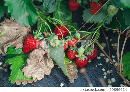 Strawberry picking Higashisonogi-gun, Nagasaki Koiminori flowers and fruits Green leaves Strawberry picking Higashisonogi-gun, Nagasaki Koiminori flowers and fruits Green leaves 99896614