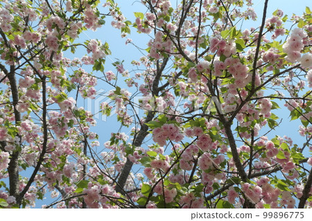 Satozakura (Yaebei Oshima) flower Satozakura (Yaebei Oshima) flower 99896775