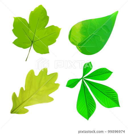 Set of spring leaves watercolorwith blots of paint. Set of spring leaves watercolorwith blots of paint. 99896974