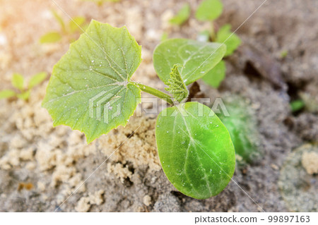 young green sprouts in the ground. Cucumber shoots. Green leaves. Black soil. Vegetable plants. Agricultural business. close-up growing in the soil on a garden bed. toned 99897163