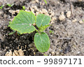 young green sprouts in the ground. Cucumber shoots. Green leaves. Black soil. Vegetable plants. Agricultural business. close-up growing in the soil on a garden bed 99897171