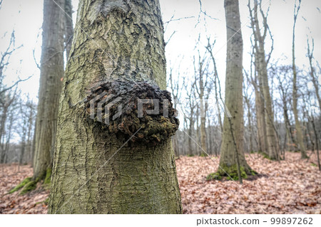 Natural wide angle closeup on a tree with a kind of a tumor cancer growth in the forest Natural wide angle closeup on a tree with a kind of a tumor cancer growth in the forest 99897262