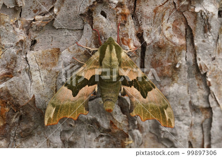 Closeup on the Lime Hawk-moth, Mimas tiliae sitting with open wings on wood 99897306