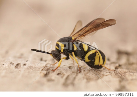 Closeup on a colorful yellow black parasitic wasp, Leucospis dorsigera which parasites solitary bees Closeup on a colorful yellow black parasitic wasp, Leucospis dorsigera which parasites solitary bees 99897311
