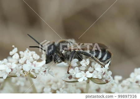 Closeup on a male White sectionned leafcutter bee, Megachile albisecta on a white wild carrot flower 99897316