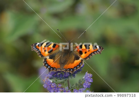 Closeup on a colorful fresh emerged small tortoiseshell butterfly, Aglais urticae, sipping nectar Closeup on a colorful fresh emerged small tortoiseshell butterfly, Aglais urticae, sipping nectar 99897318