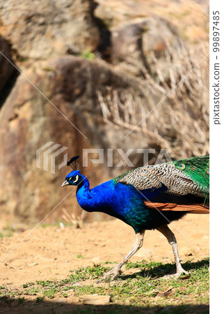 Indian peacock Indian peacock 99897485