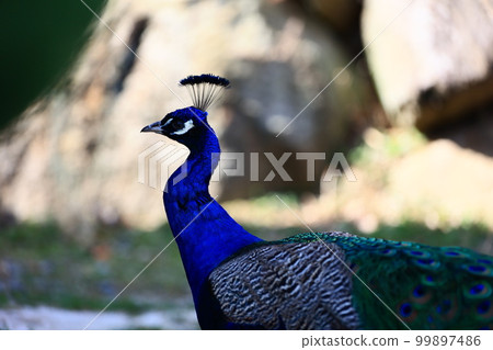 Indian peacock 99897486