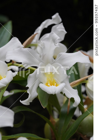 Coelogyne cristata f. lemoniana 99897497