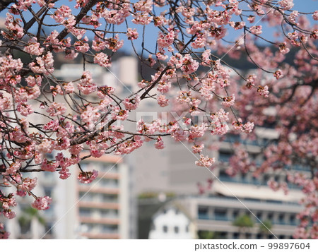 Atami in early spring Kawazu cherry blossoms and the townscape of Atami 99897604