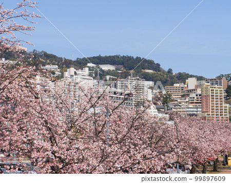 Atami in early spring Kawazu cherry blossoms and the townscape of Atami 99897609